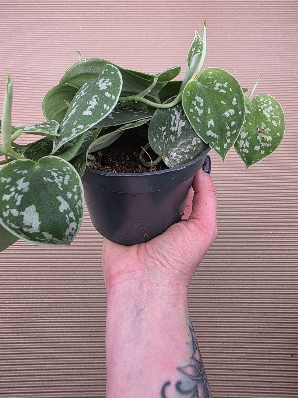 Scindapsus Pictus 'Argyraeus'