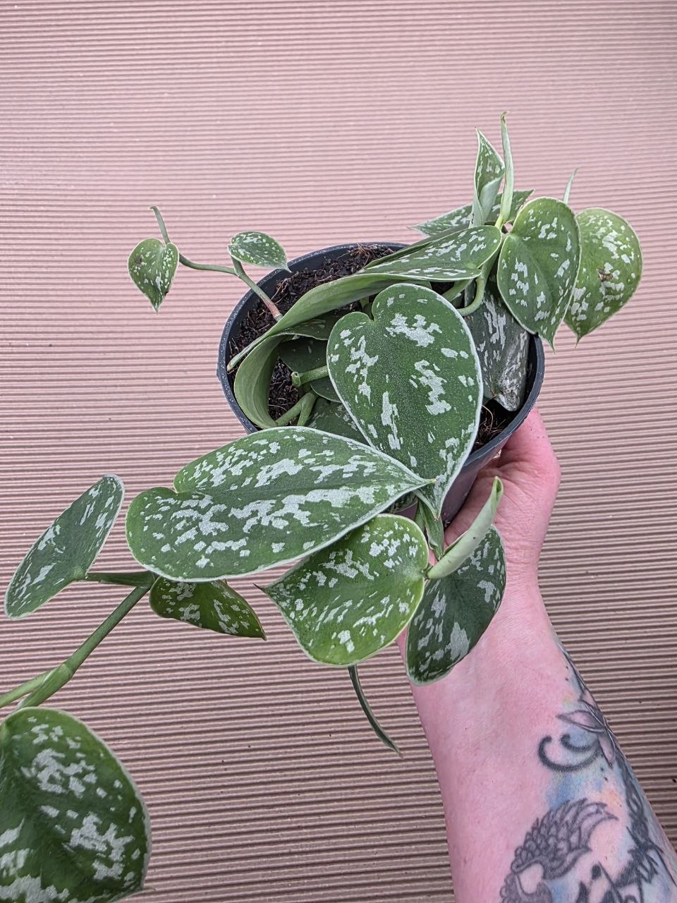 Scindapsus Pictus 'Argyraeus'