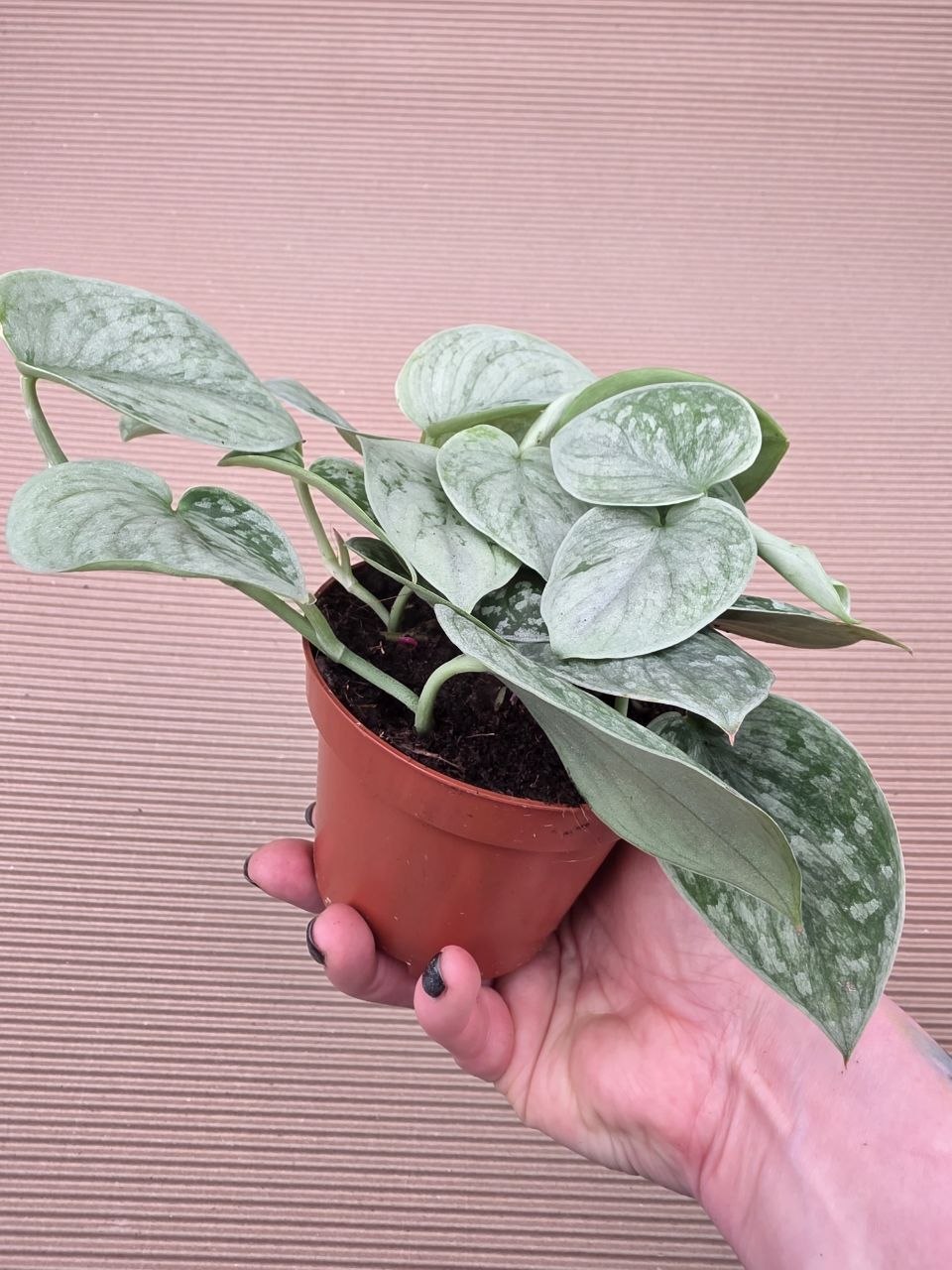 Scindapsus Pictus Silvery Ann 11 cm