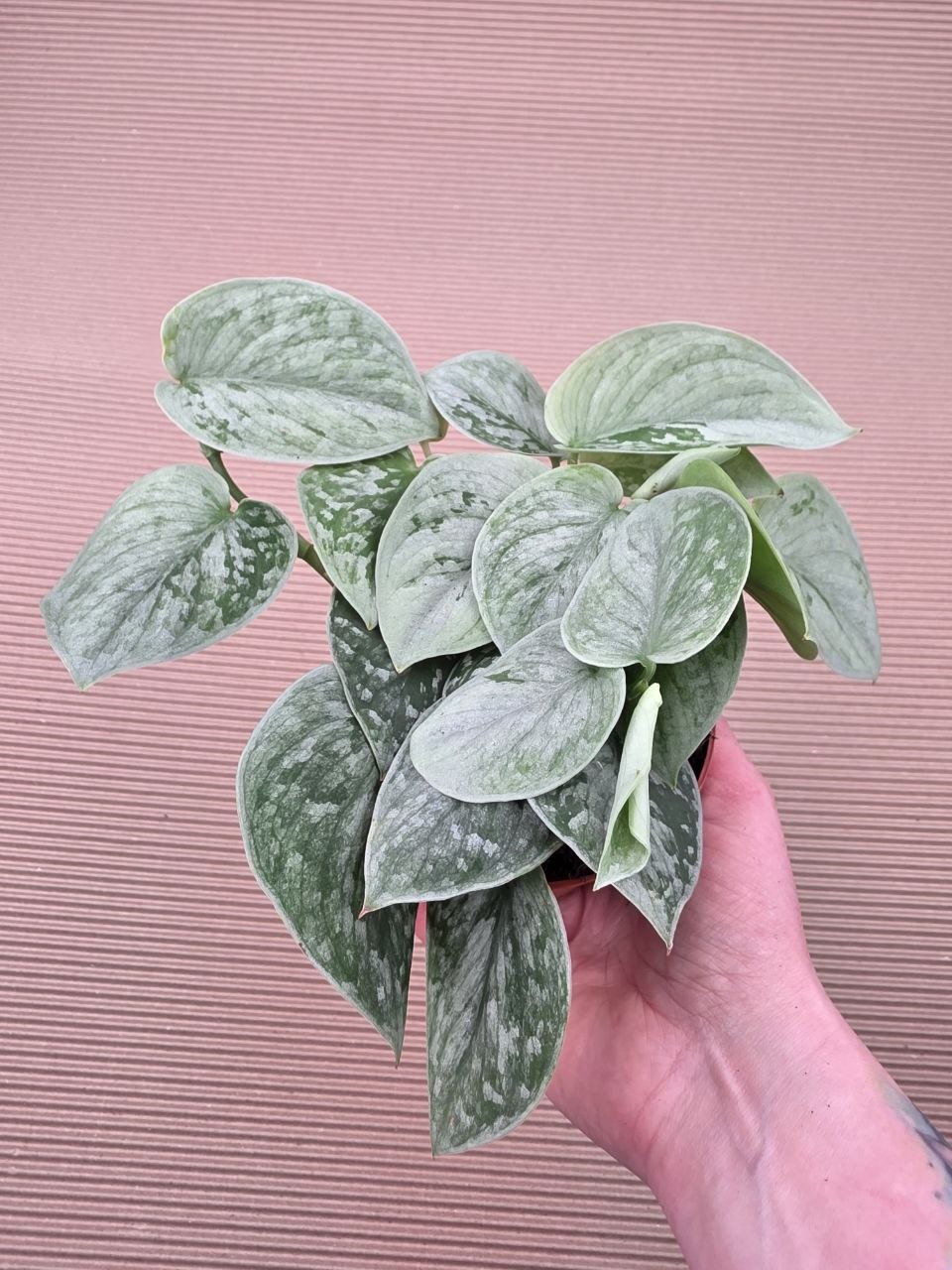 Scindapsus Pictus Silvery Ann 11 cm