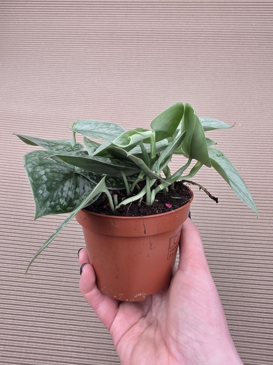 Scindapsus Pictus Silvery Ann 11 cm