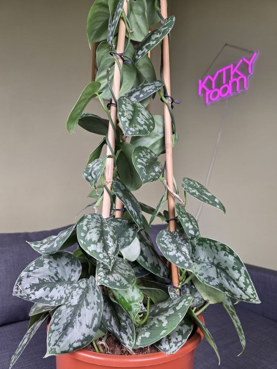 Scindapsus Pictus 'Argyraeus' 150 cm