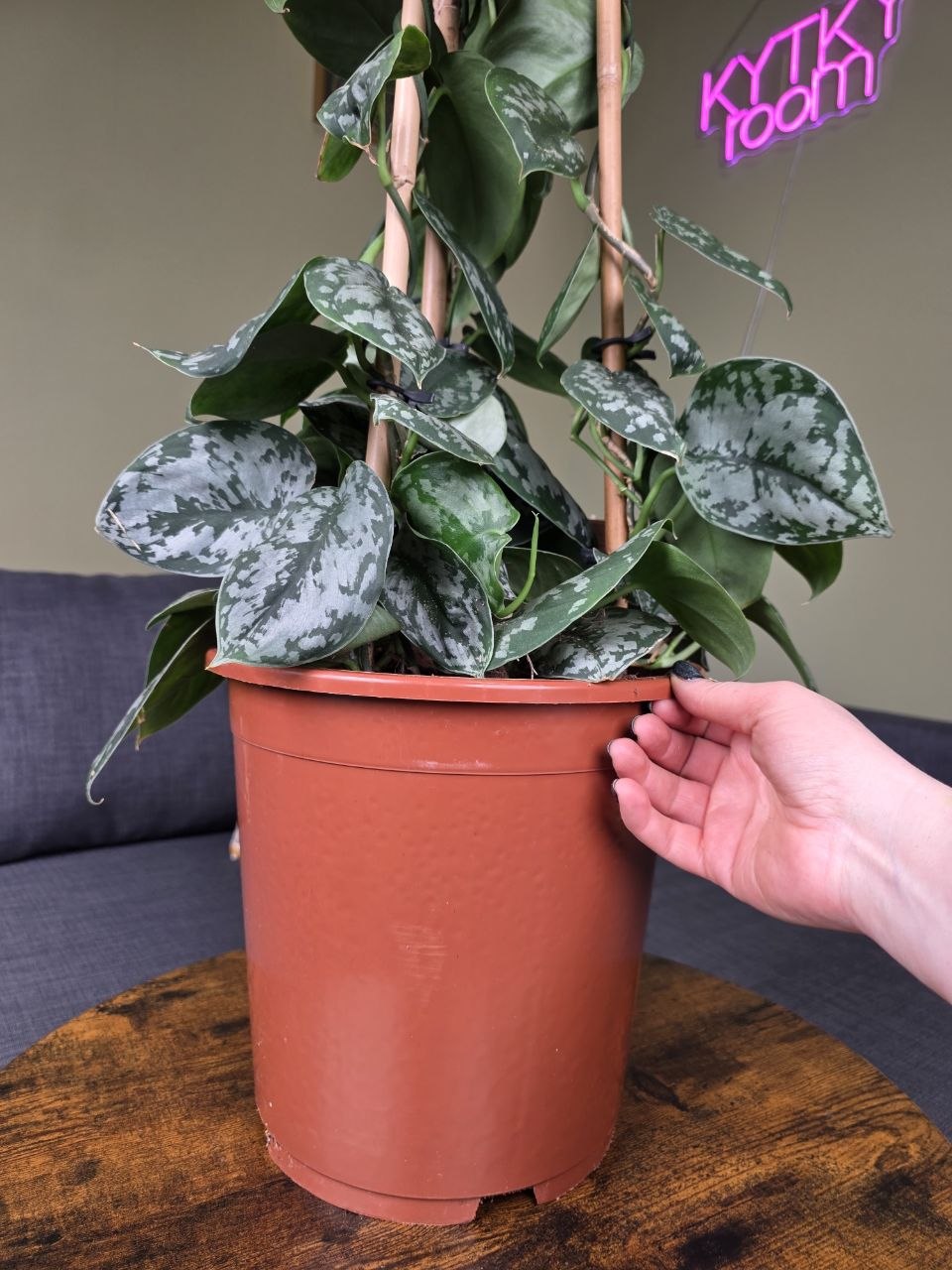 Scindapsus Pictus 'Argyraeus' 150 cm