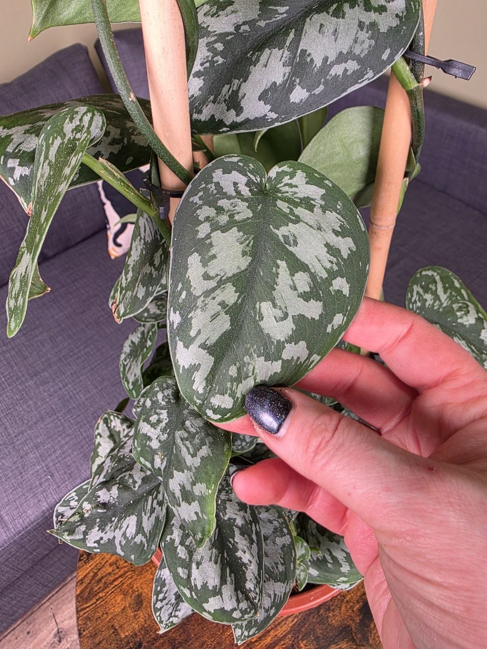 Scindapsus Pictus 'Argyraeus' 150 cm