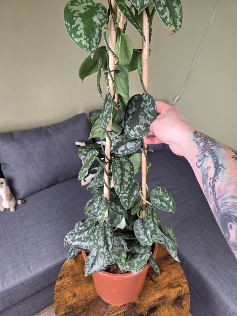 Scindapsus Pictus 'Argyraeus' 150 cm