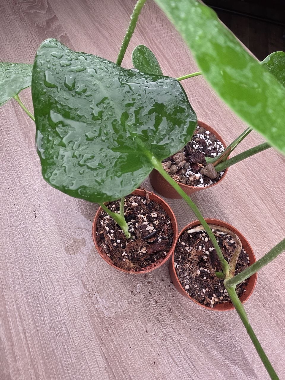 PORODNICE Monstera delicious