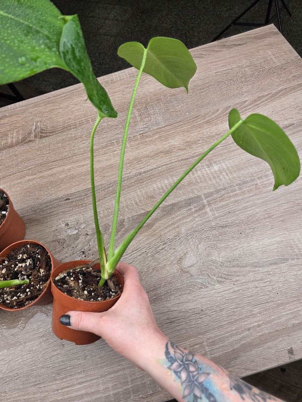 PORODNICE Monstera delicious