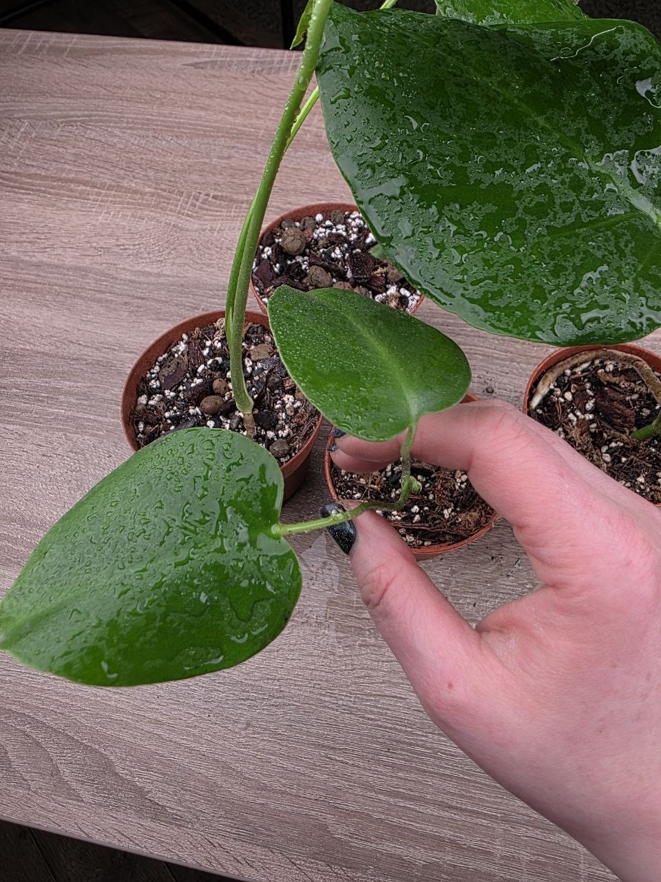 PORODNICE Monstera delicious