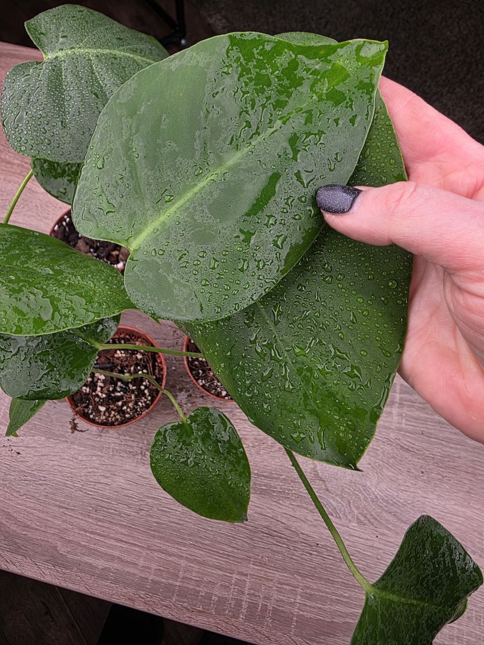 PORODNICE Monstera delicious