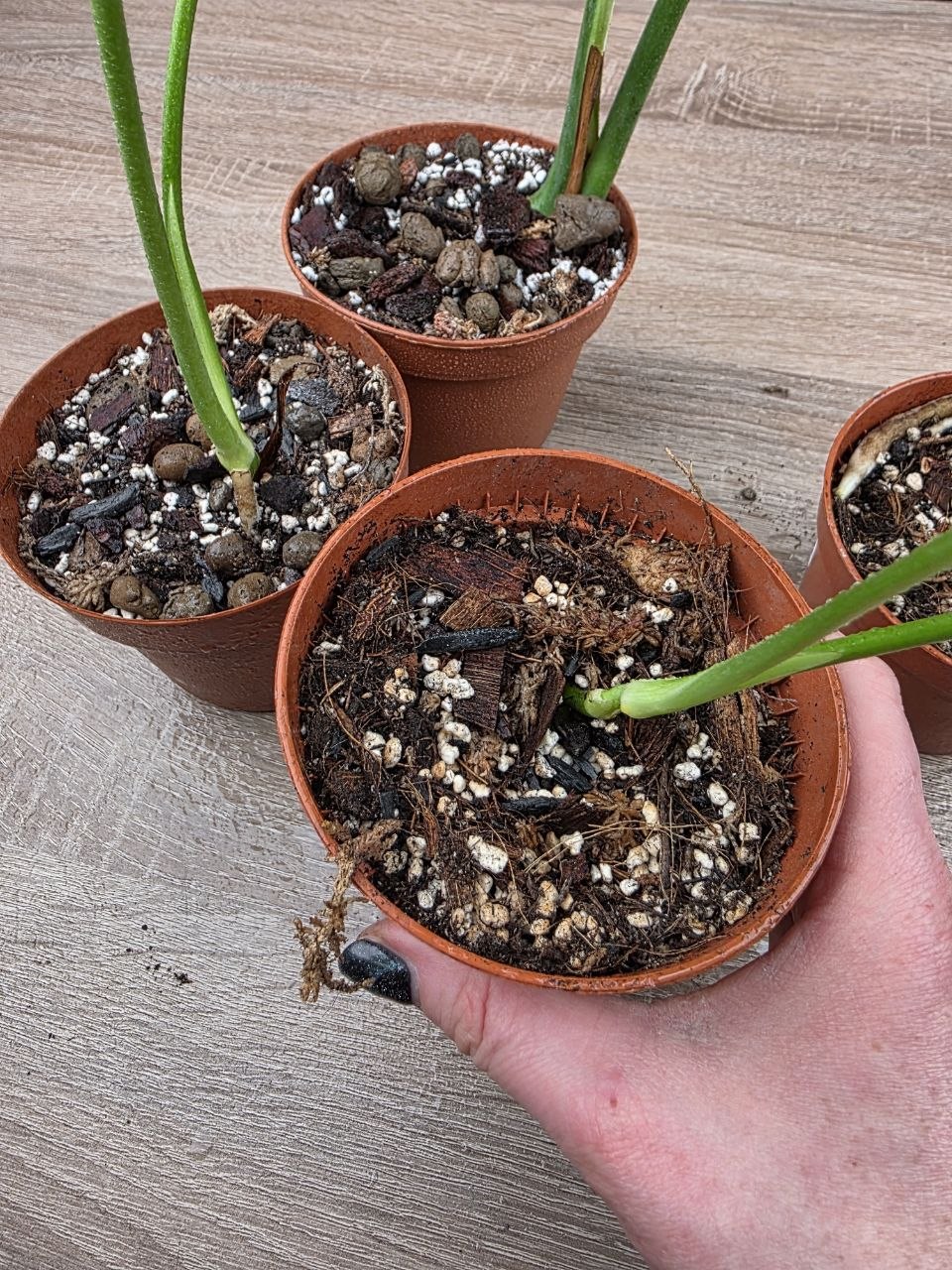 PORODNICE Monstera delicious