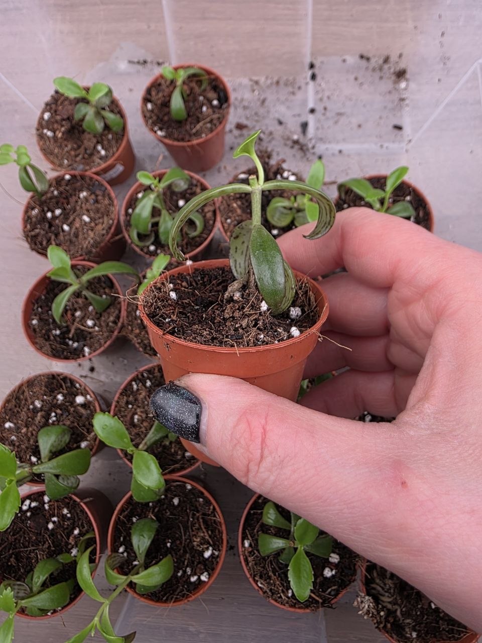 Kalanchoe pink Butterfly mini