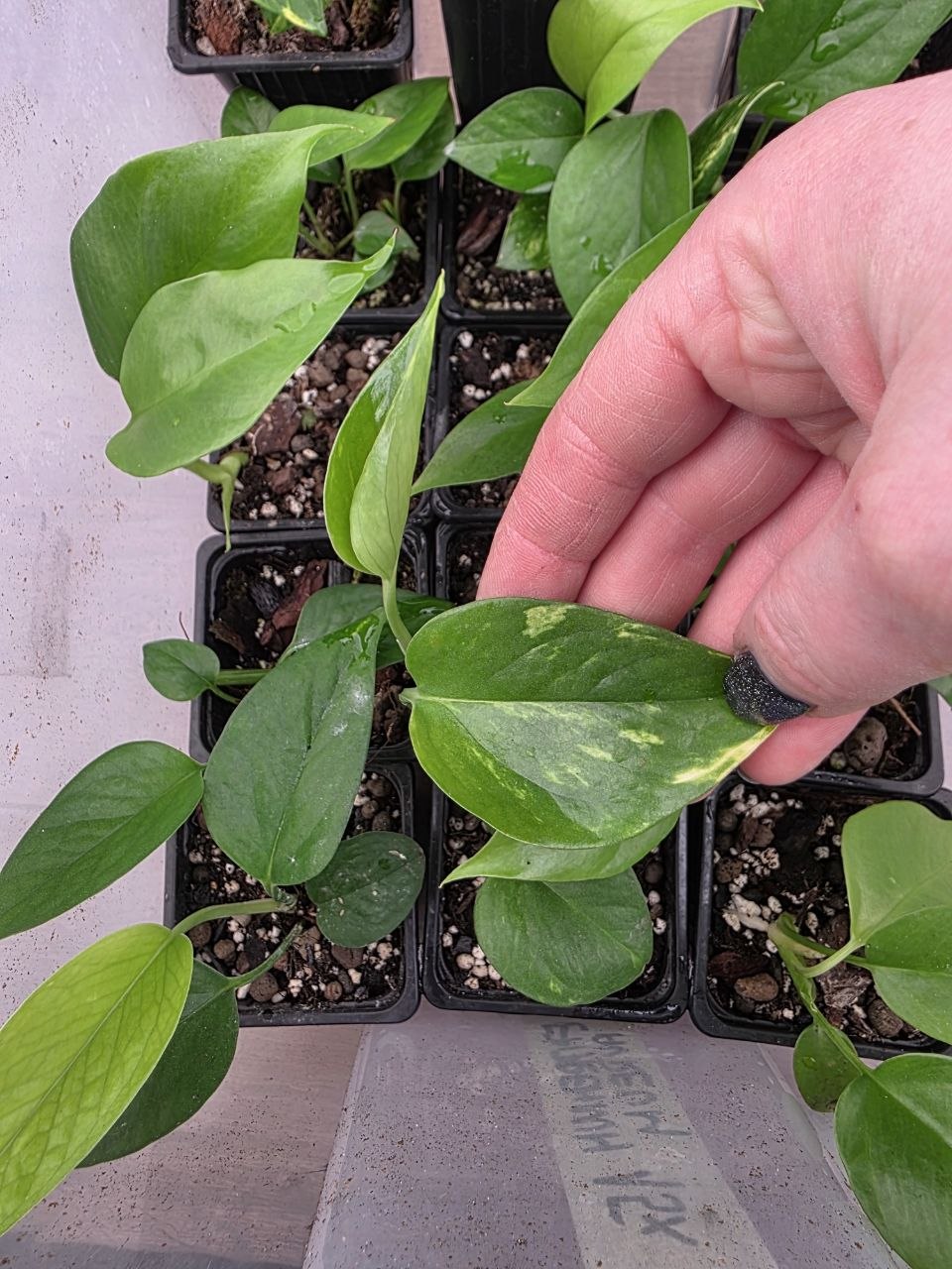 PORODNICE Epipremnum Auerum