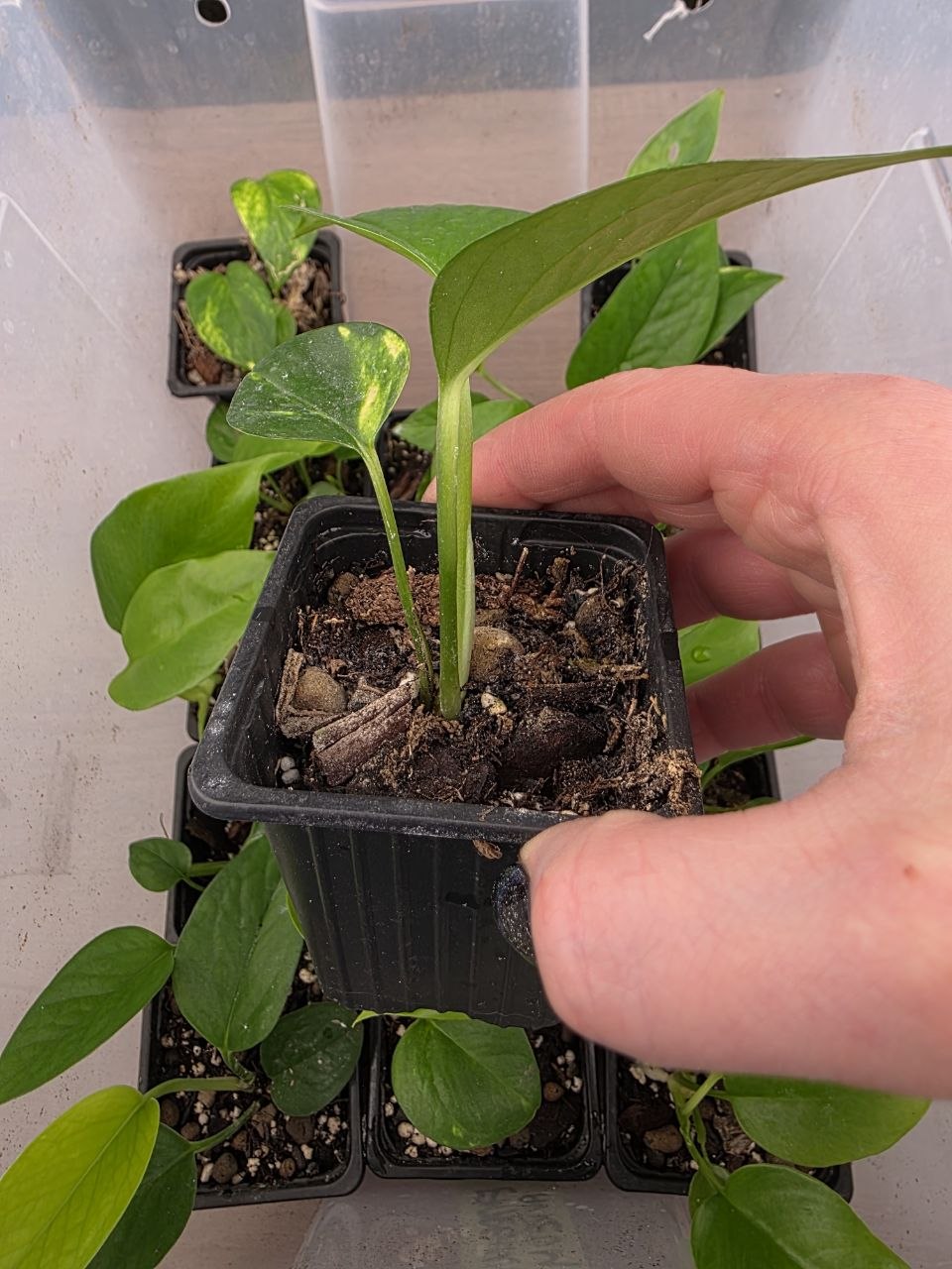 PORODNICE Epipremnum Auerum