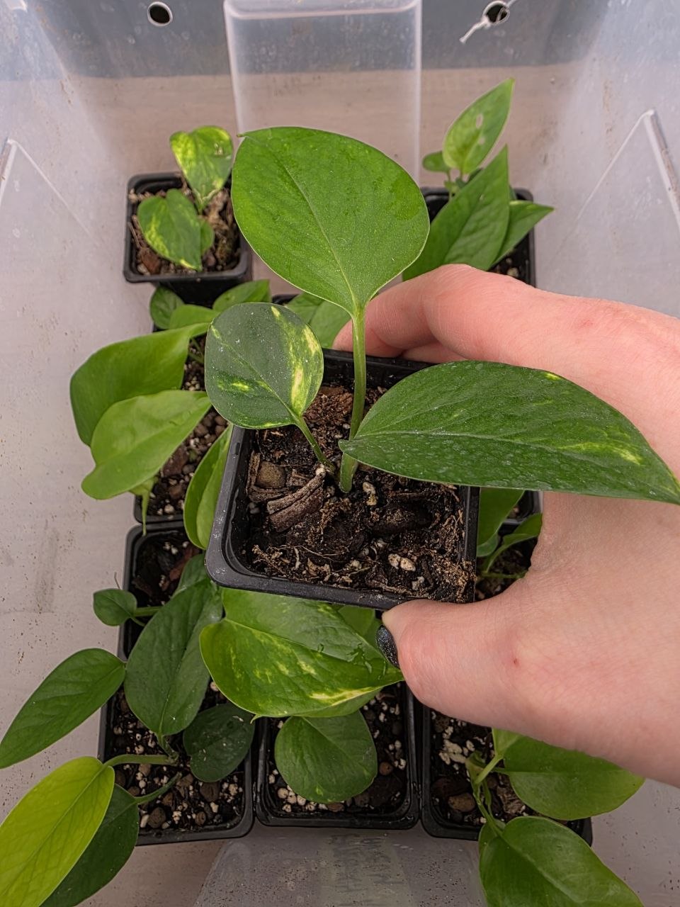 PORODNICE Epipremnum Auerum