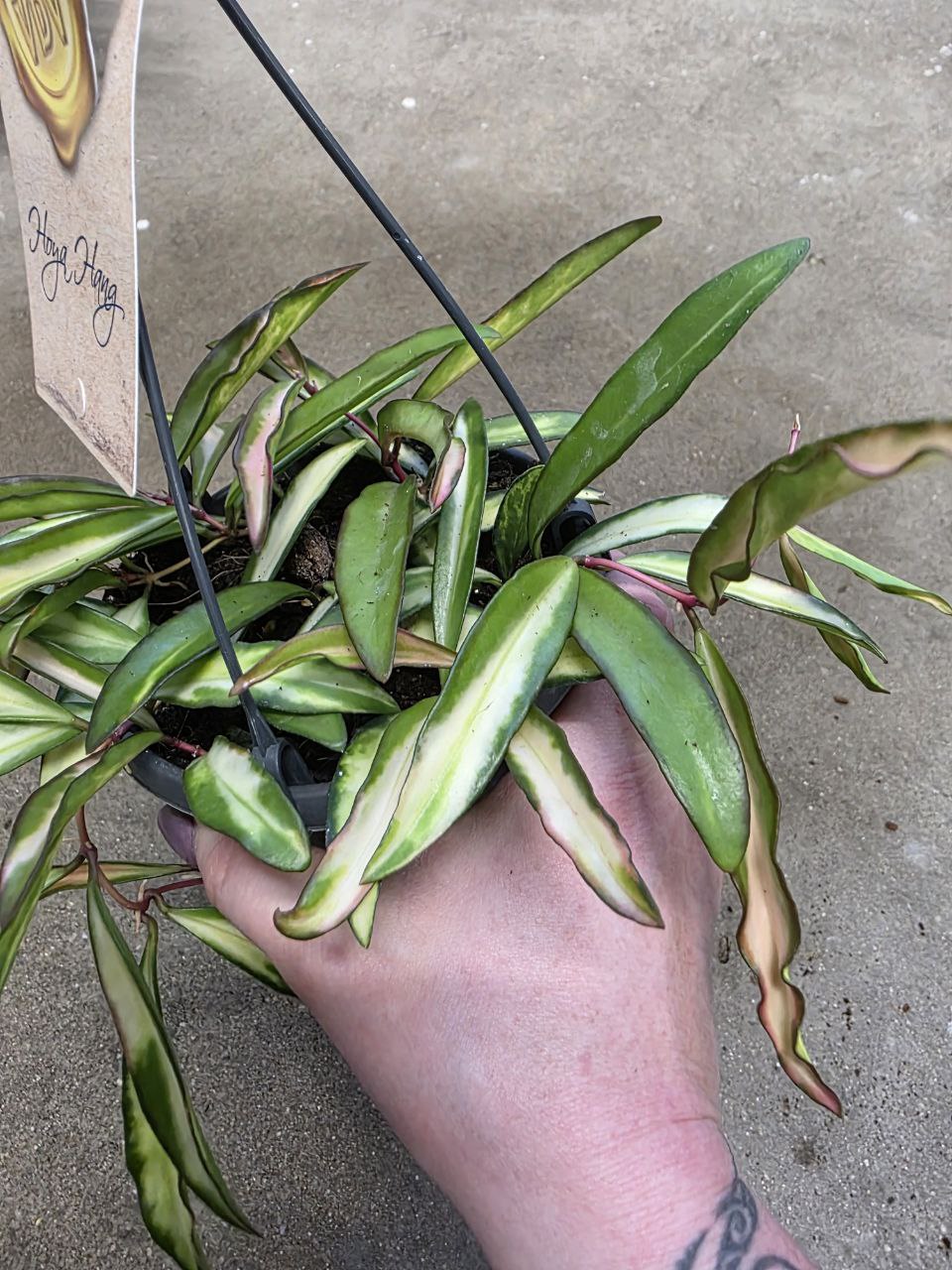 Hoya Wayetti tricolor závěs