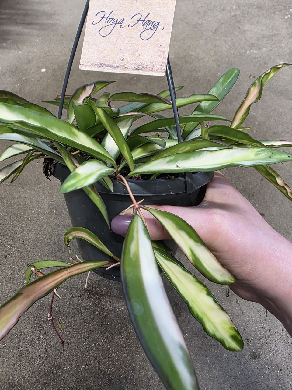 Hoya Wayetti tricolor závěs