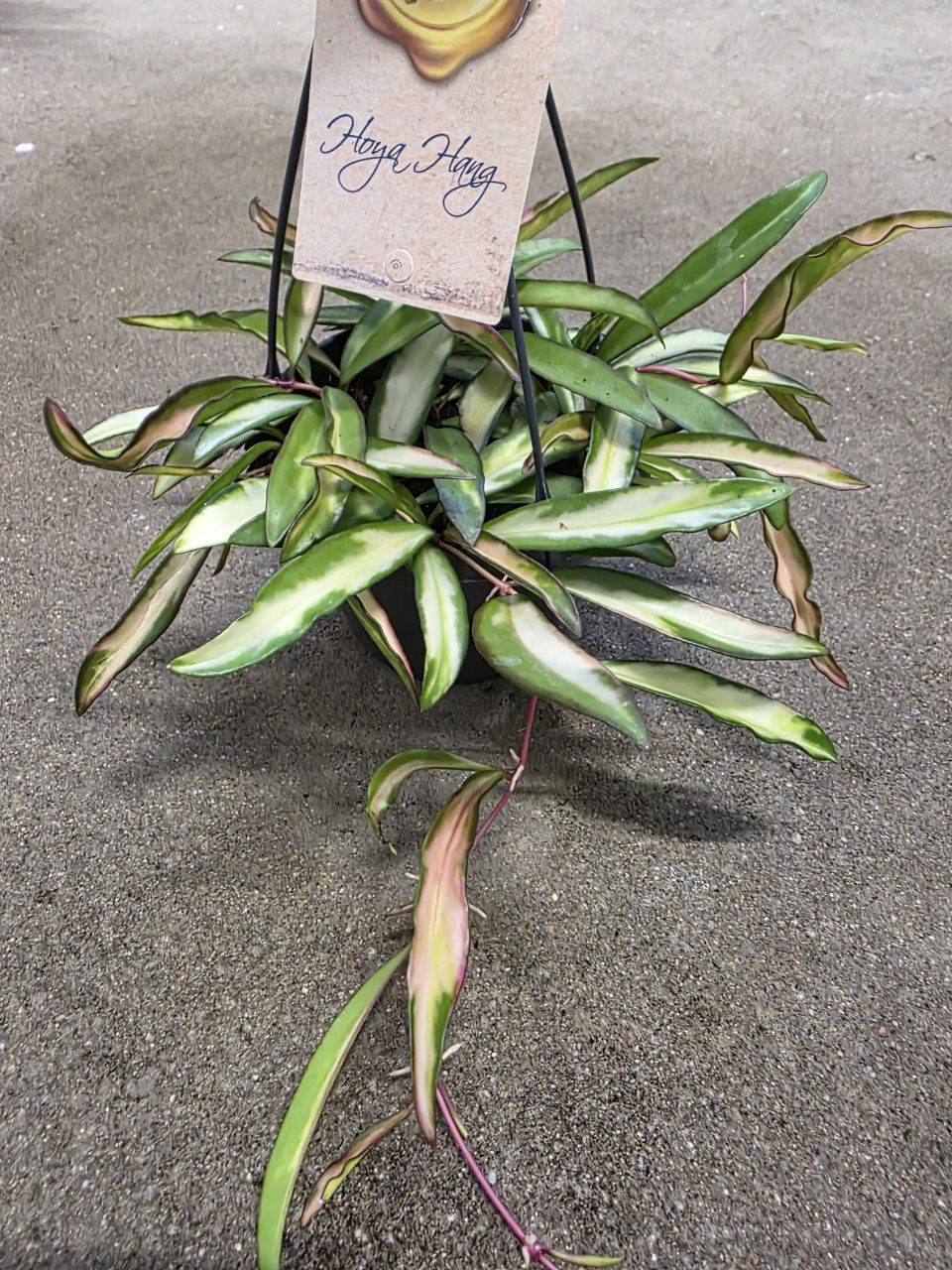 Hoya Wayetti tricolor závěs