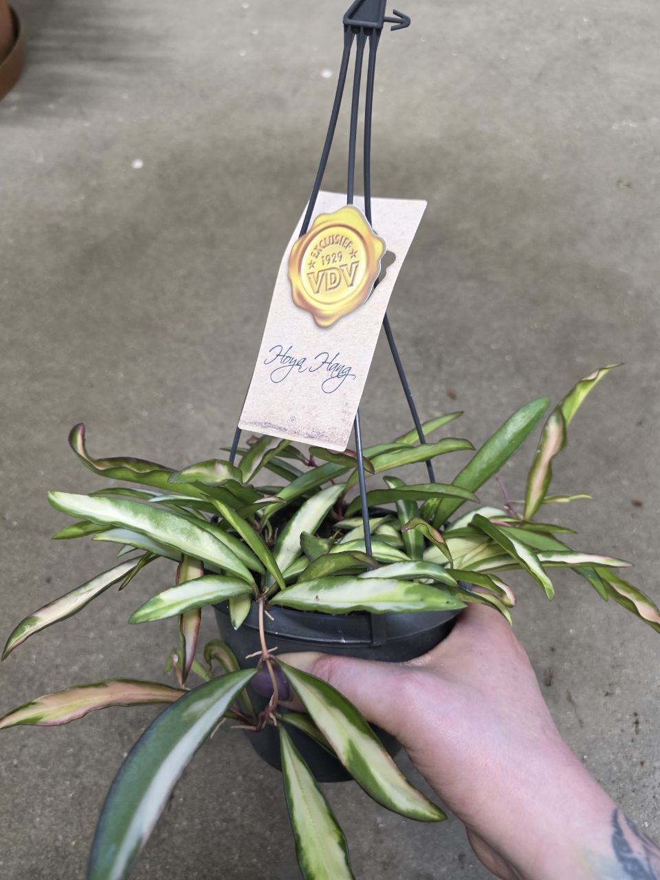 Hoya Wayetti tricolor závěs