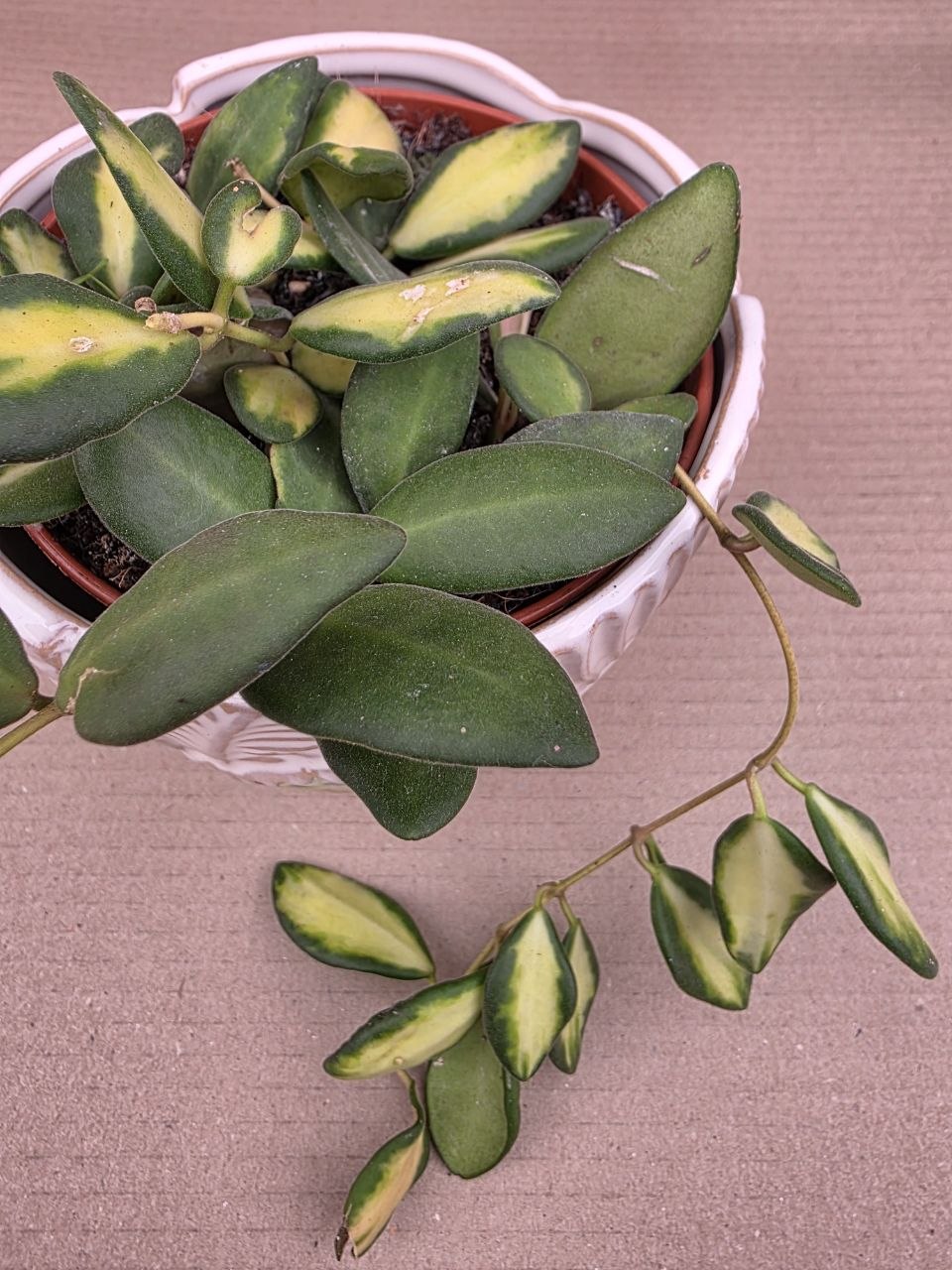 Hoya Burtoniae 12 cm 
