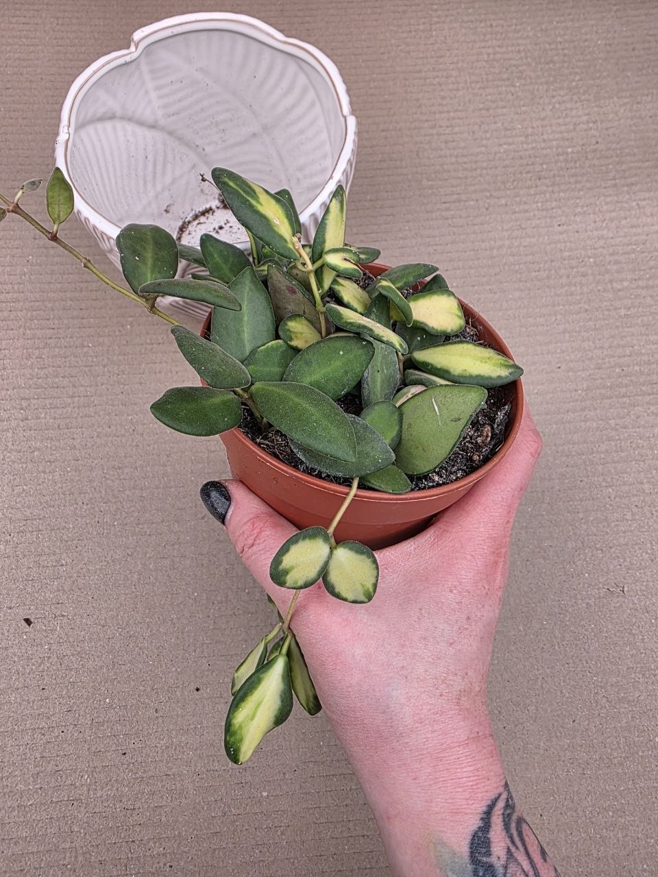 Hoya Burtoniae 12 cm 