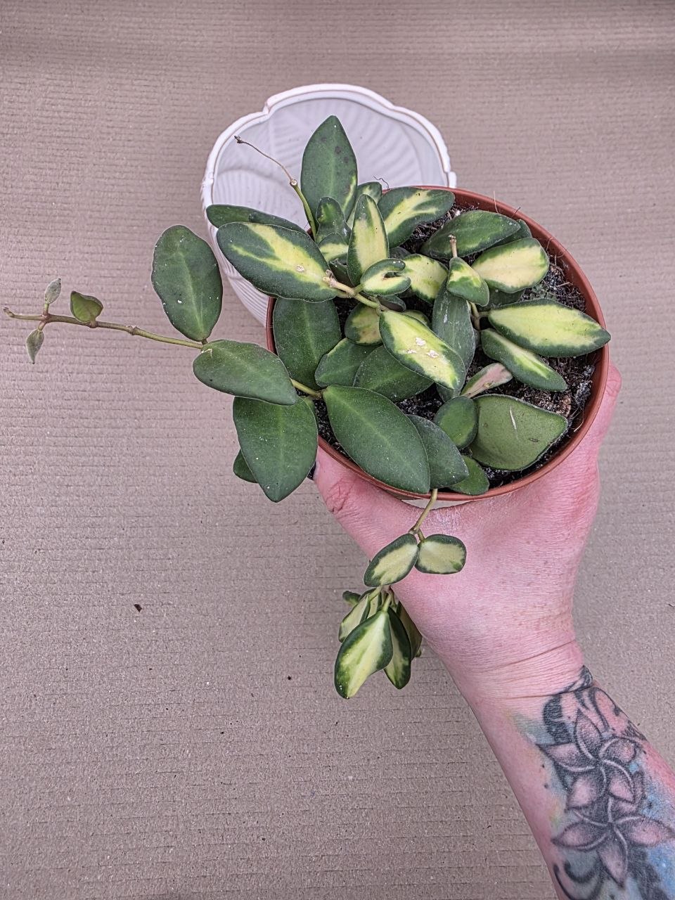 Hoya Burtoniae 12 cm 