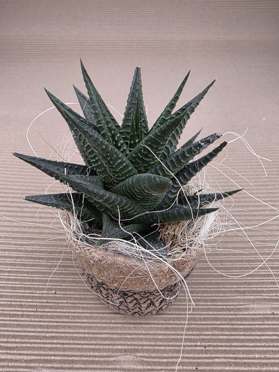 Haworthia v dárkovém obalu