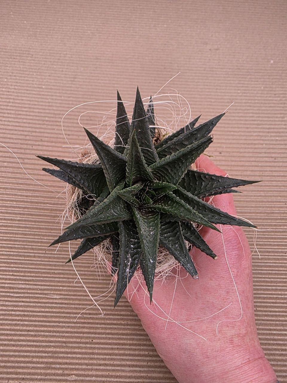 Haworthia v dárkovém obalu