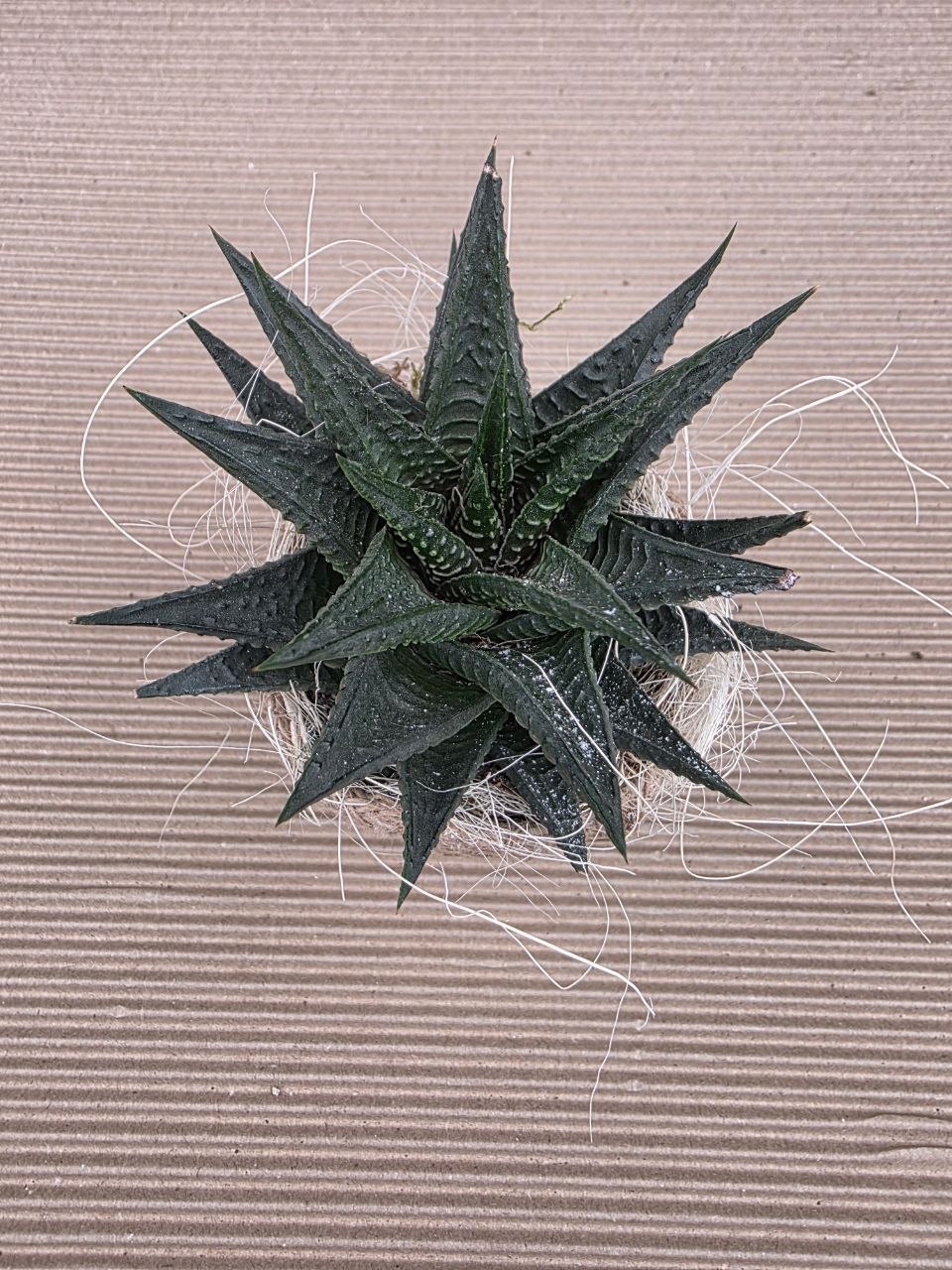 Haworthia v dárkovém obalu
