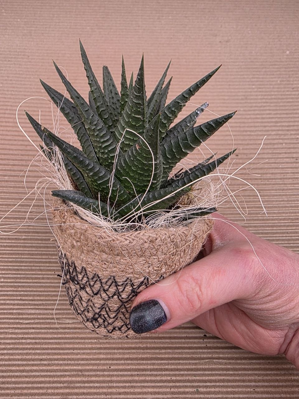 Haworthia v dárkovém obalu