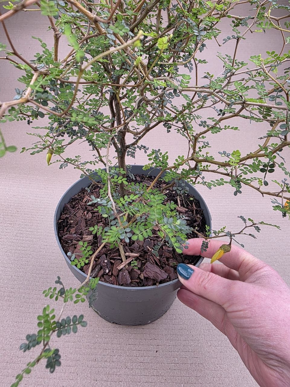 Sophora Prostrata Little 
