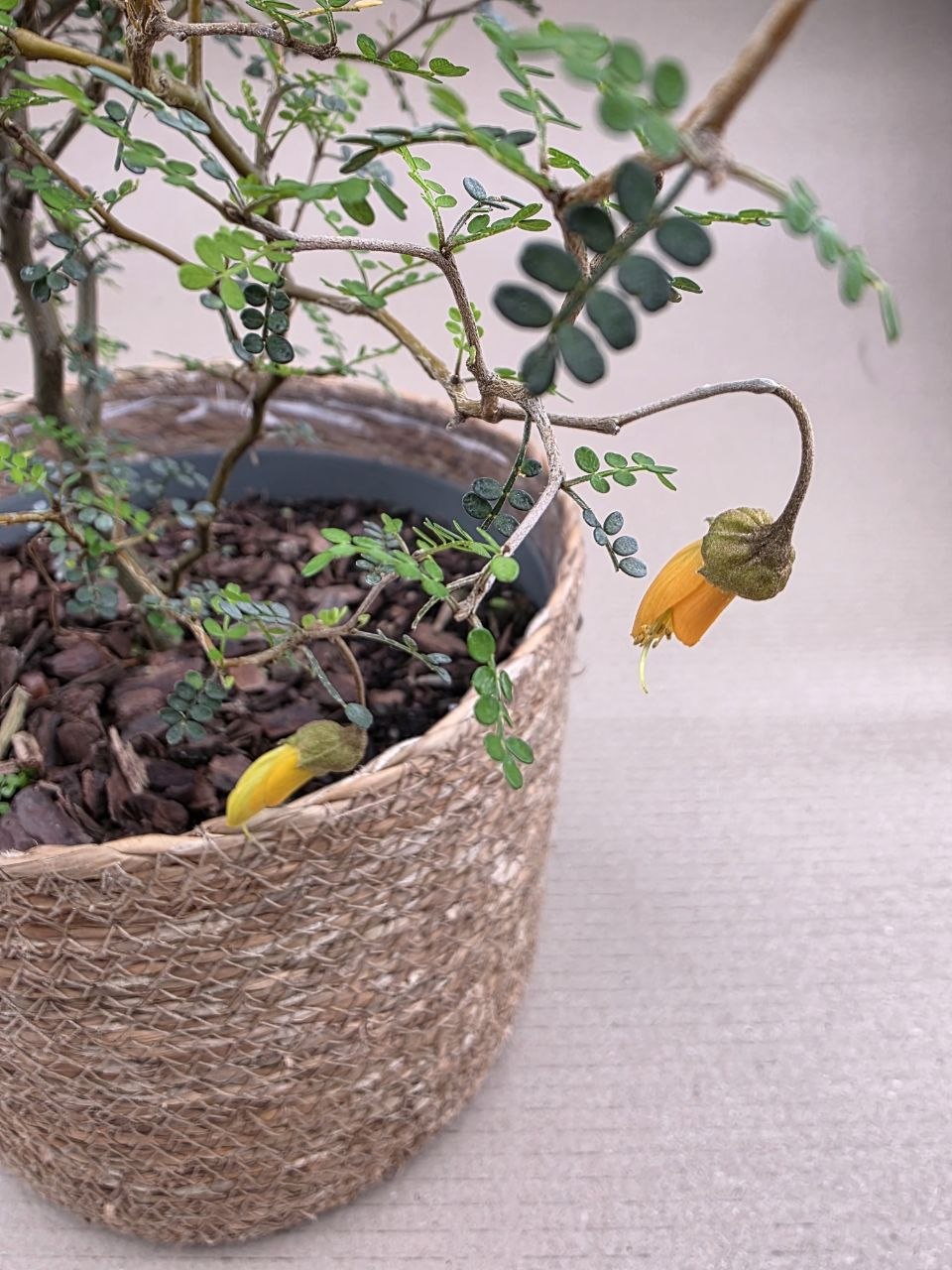 Sophora Prostrata Little 