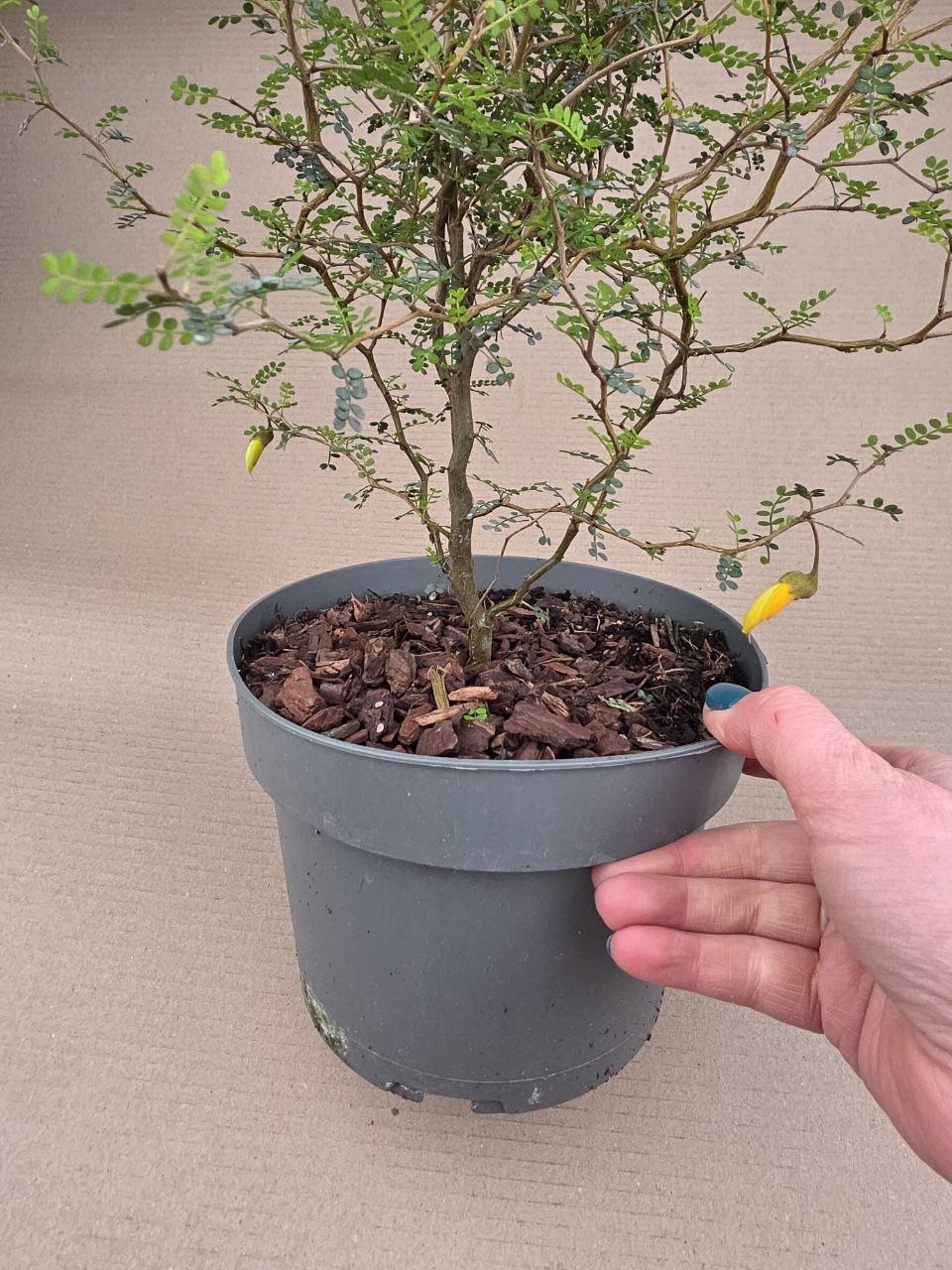 Sophora Prostrata Little 