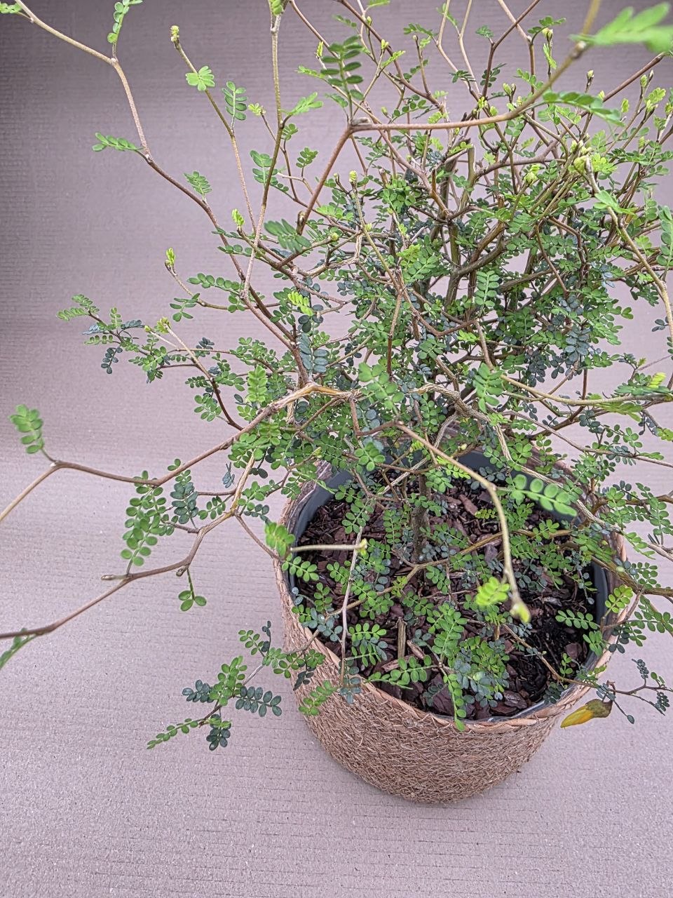 Sophora Prostrata Little 