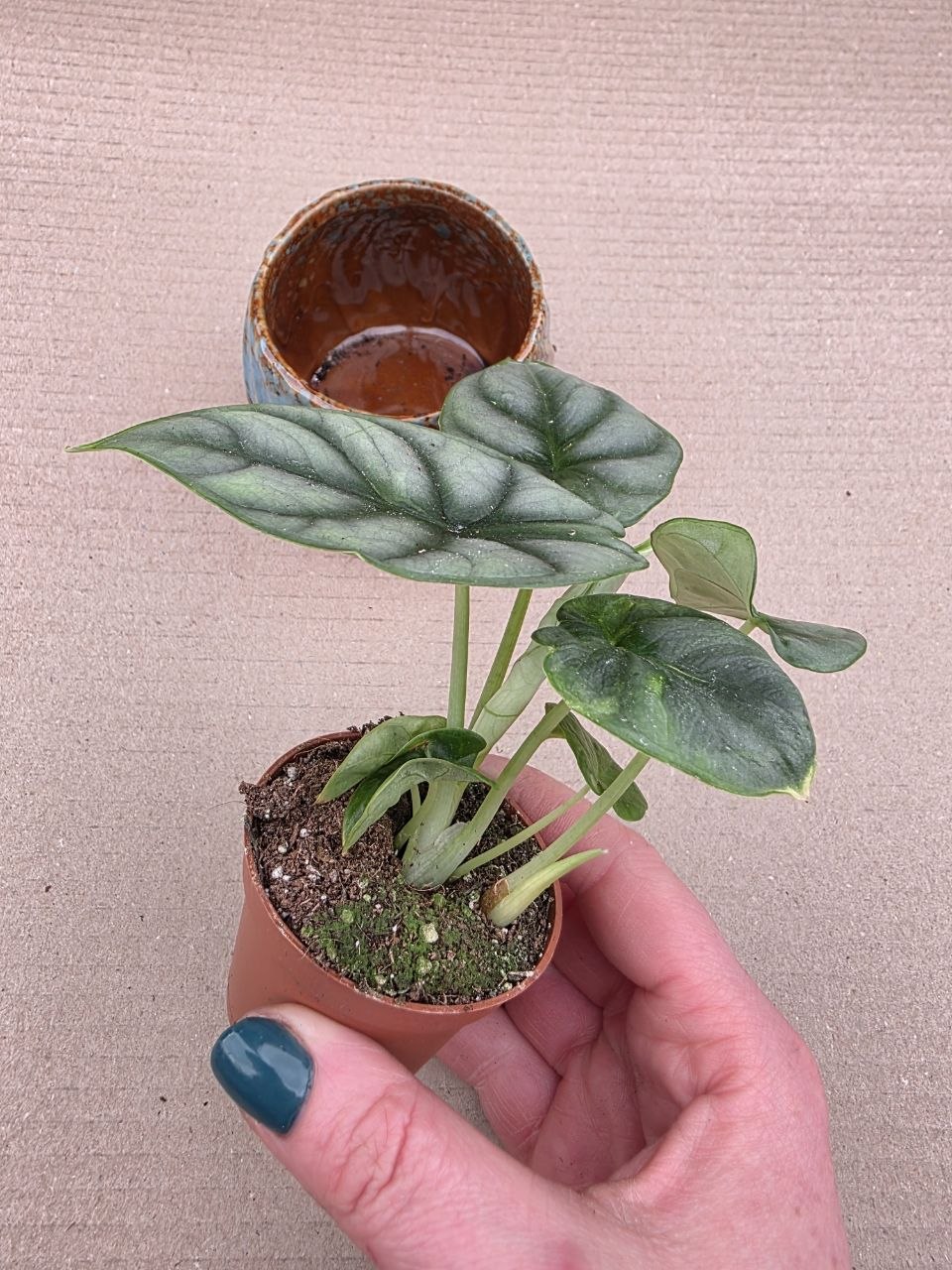 Alocasia Silver Dragon