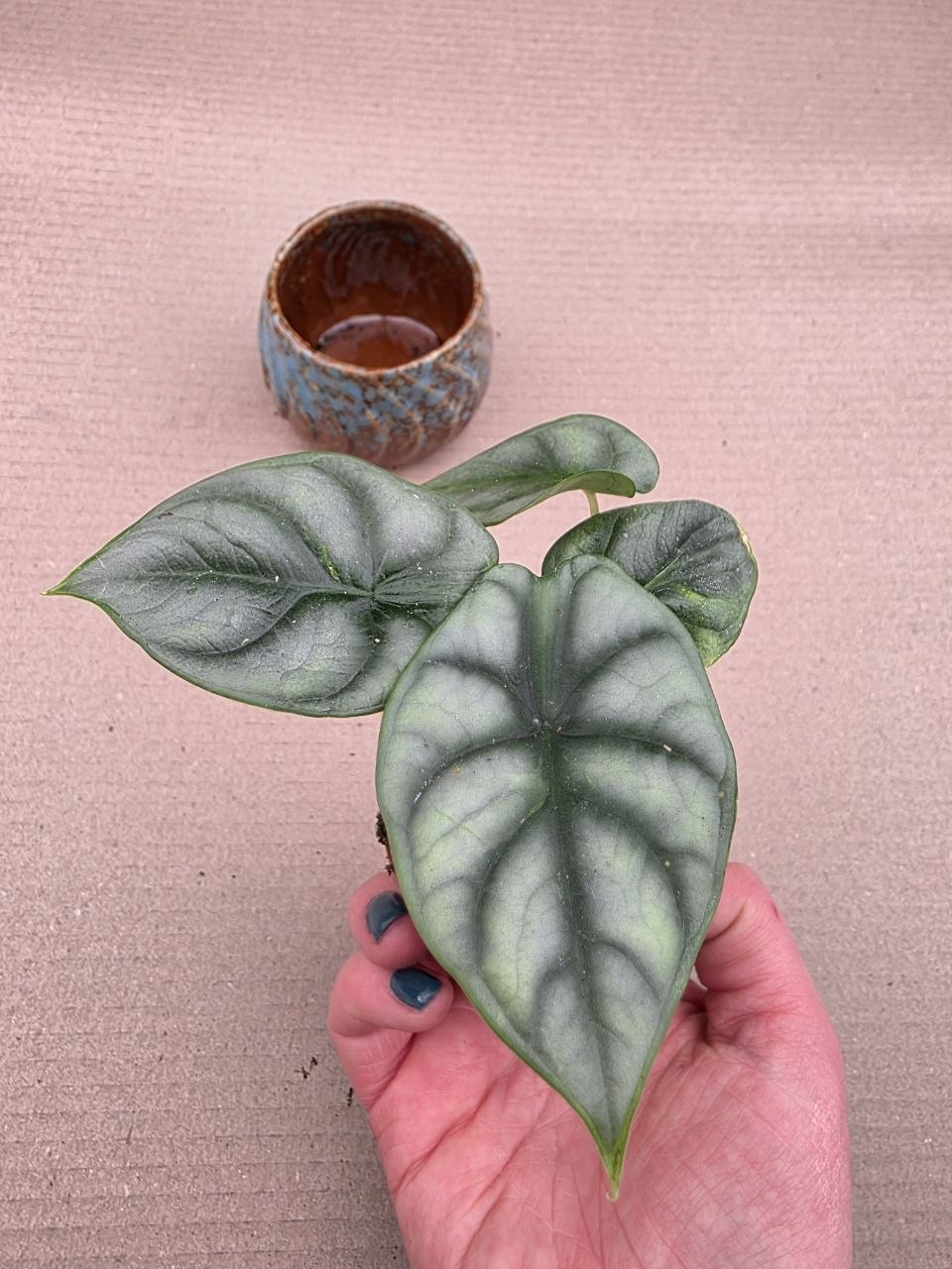 Alocasia Silver Dragon