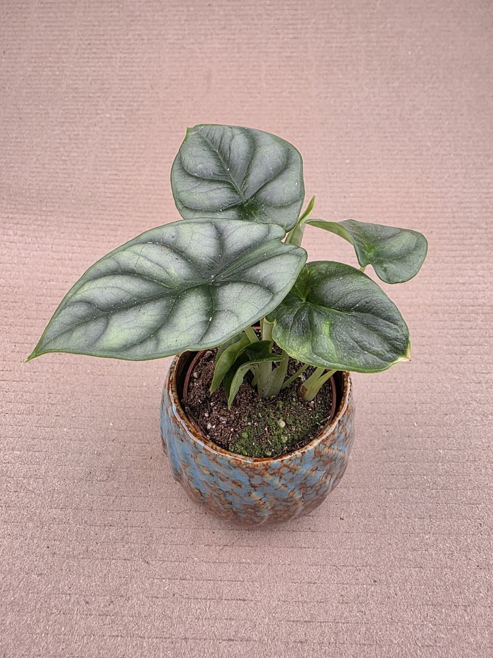 Alocasia Silver Dragon