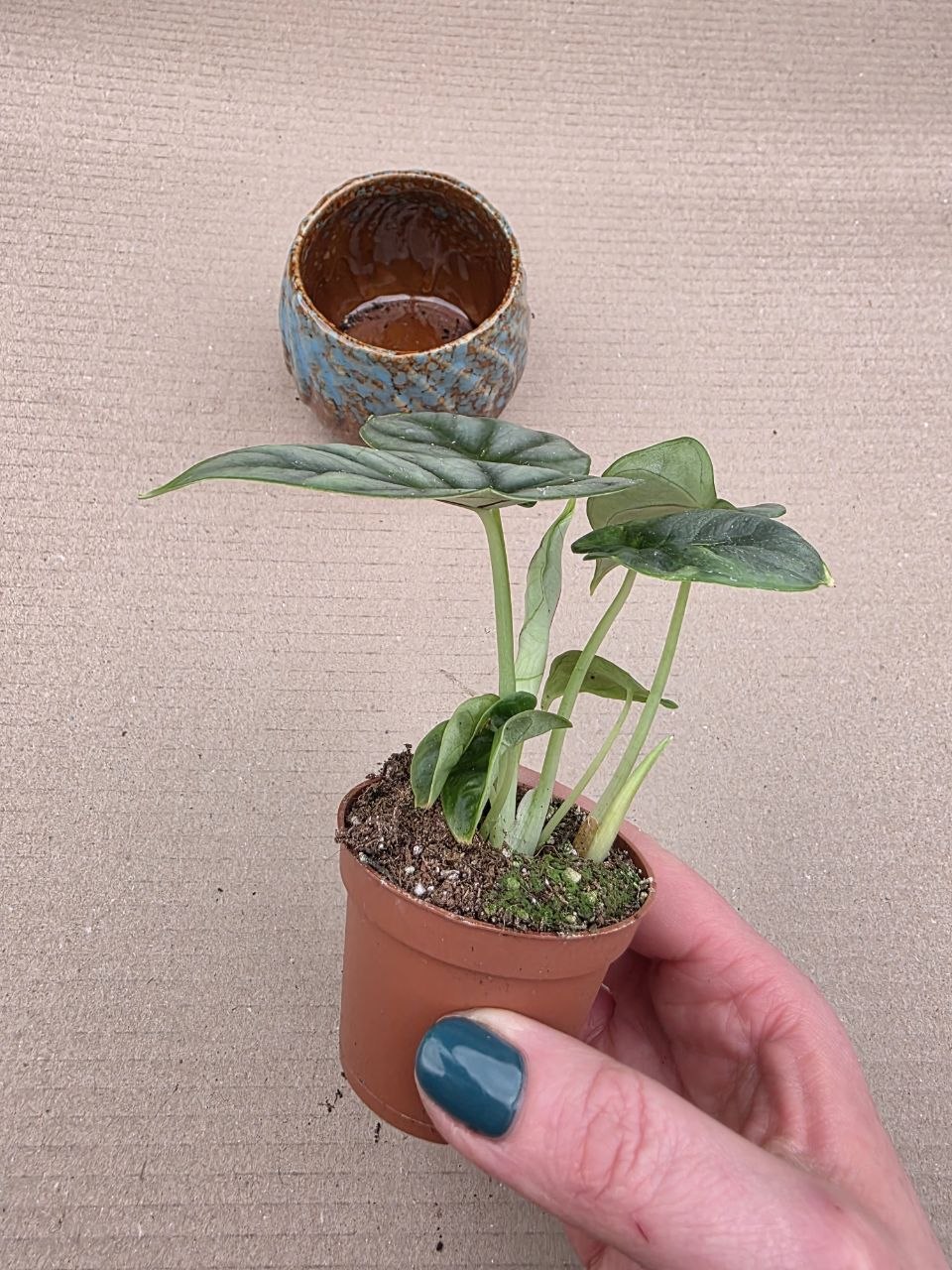 Alocasia Silver Dragon