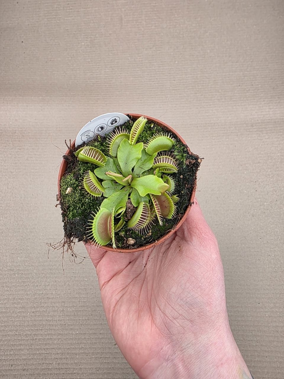 Masožravka Dionaea Muscipula