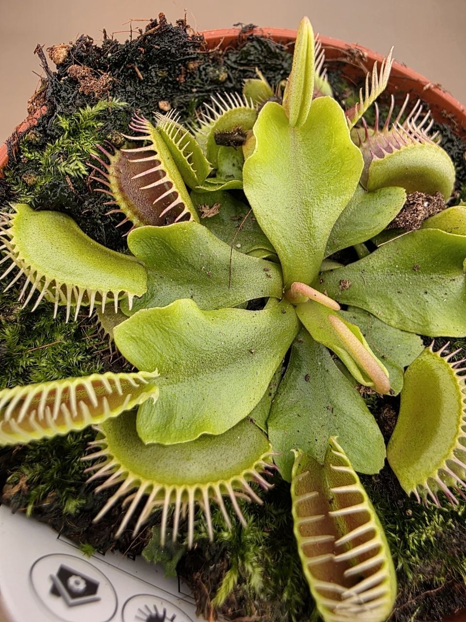 Masožravka Dionaea Muscipula