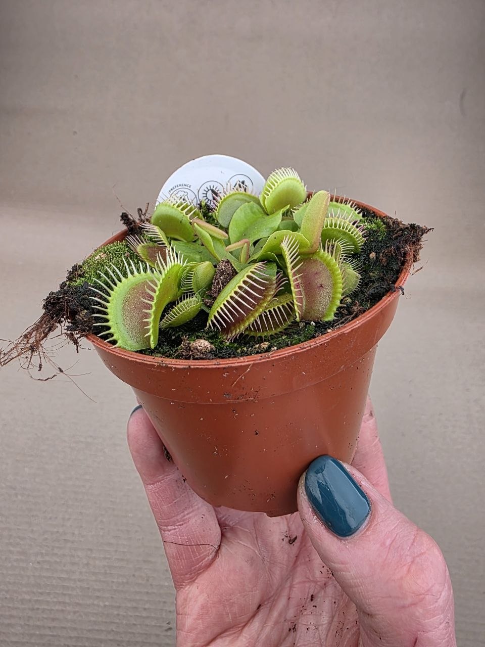 Masožravka Dionaea Muscipula
