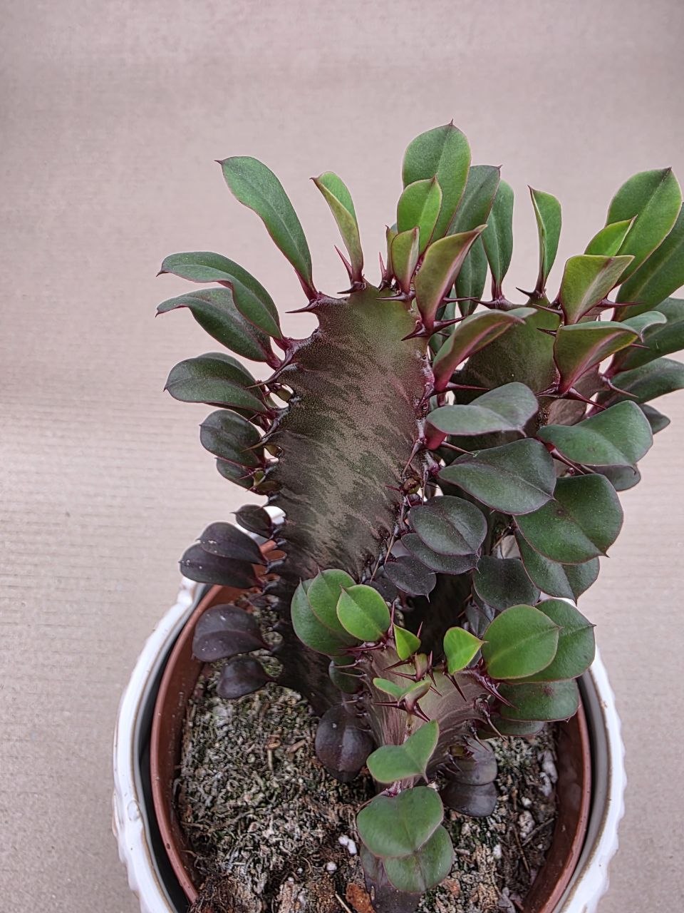 Euphorbia Trig Rubra