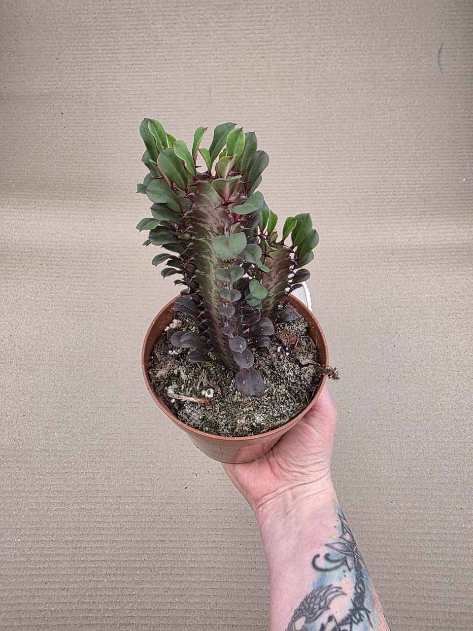 Euphorbia Trig Rubra