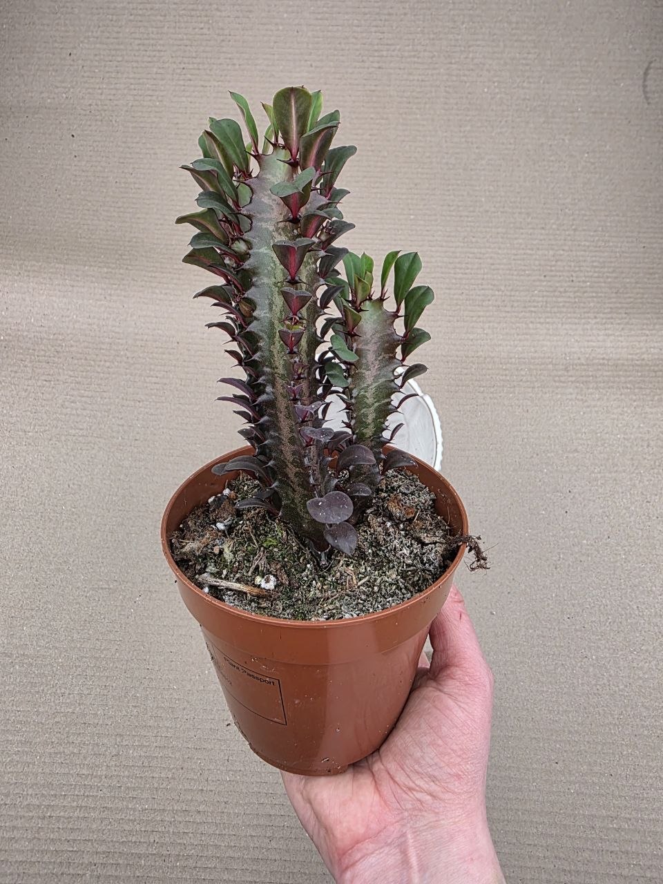 Euphorbia Trig Rubra
