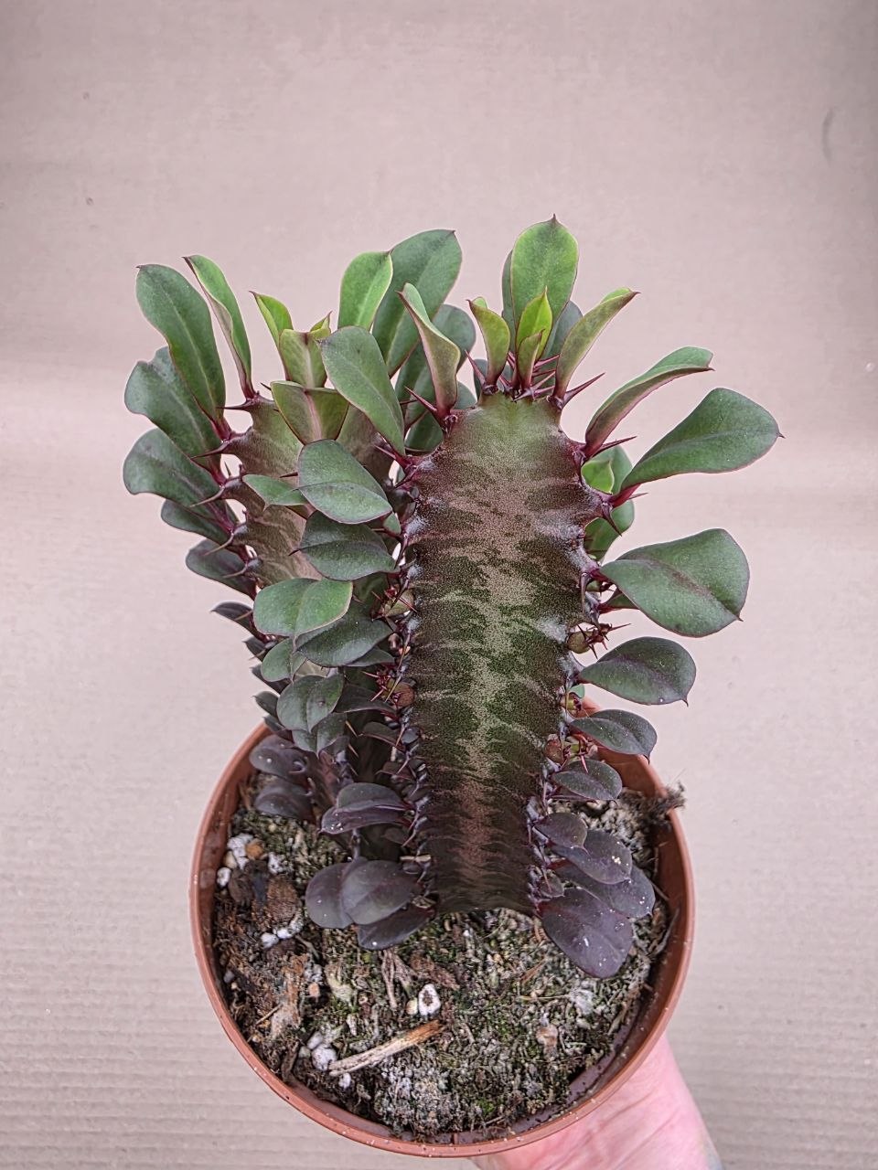 Euphorbia Trig Rubra