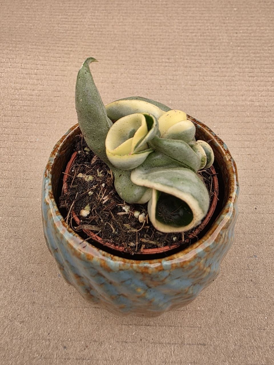 Hoya carnosa Compacta Variegata mini