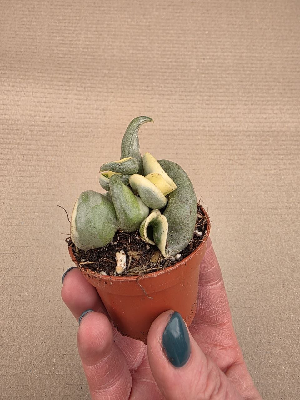 Hoya carnosa Compacta Variegata mini