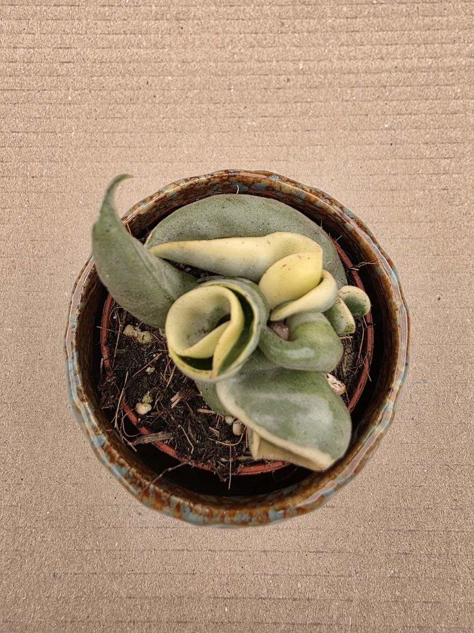 Hoya carnosa Compacta Variegata mini