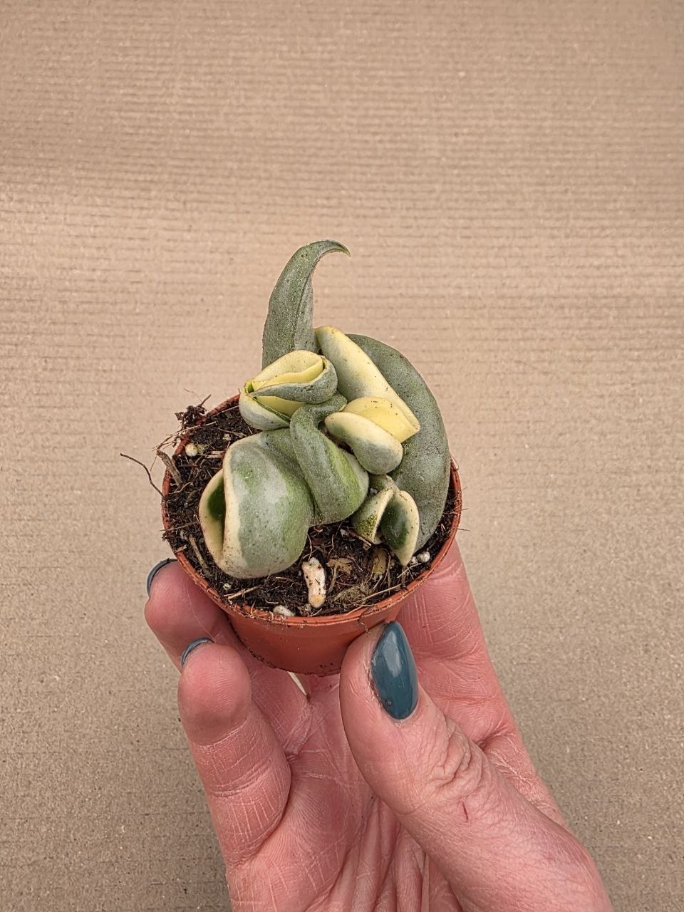 Hoya carnosa Compacta Variegata mini