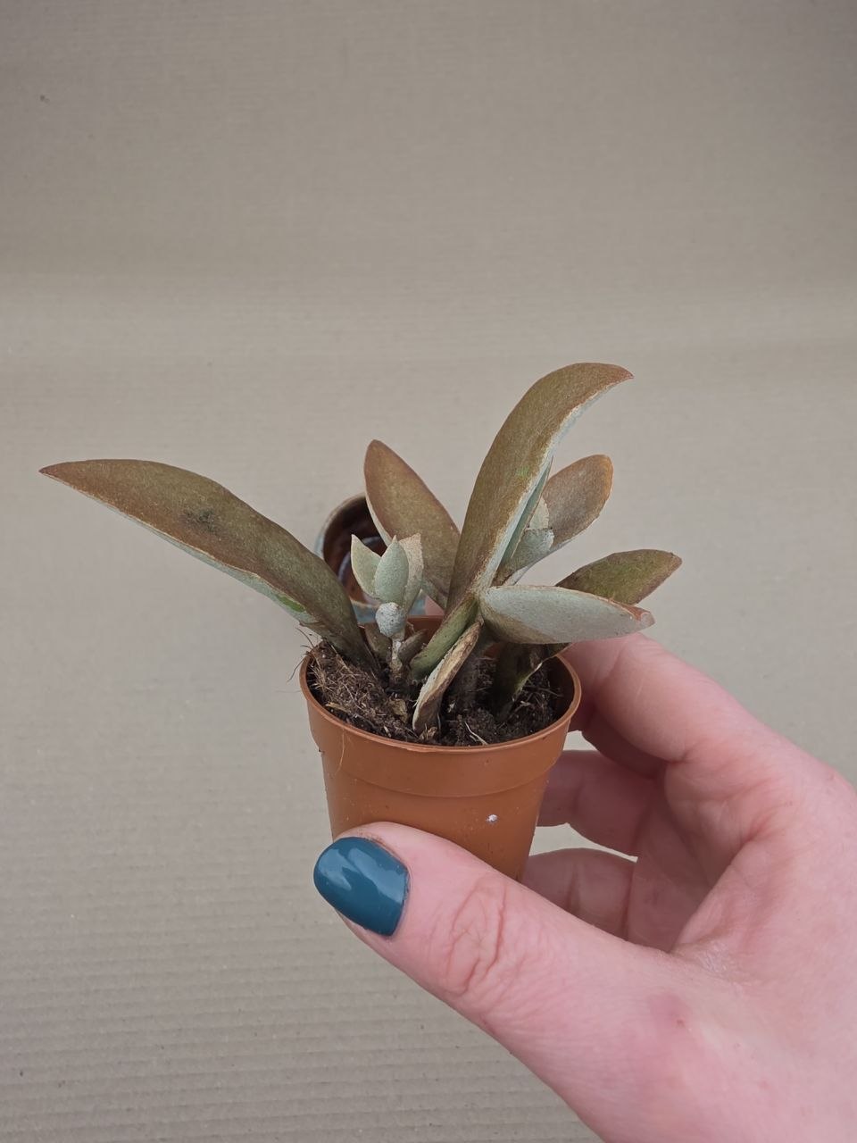 Kalanchoe Oryalis mini