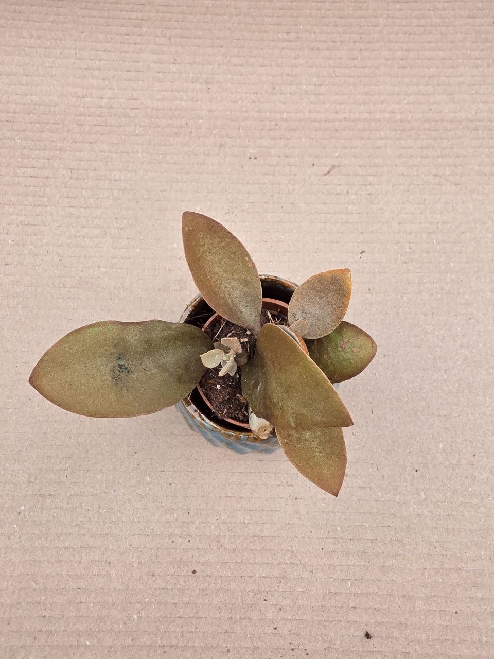 Kalanchoe Oryalis mini